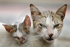 Vagrant sick cats. Homeless wild cats on dirty street in AsiaÂ 